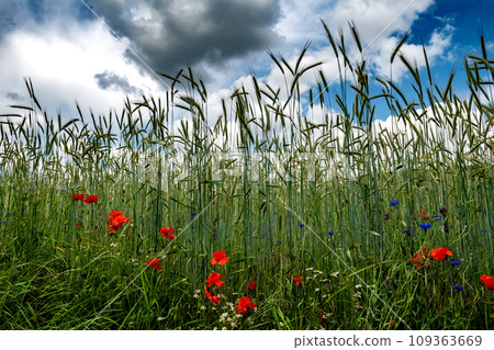 Corn Field With Colorful Flower Meadow With Poppy, Cornflower And Marguerite 109363669