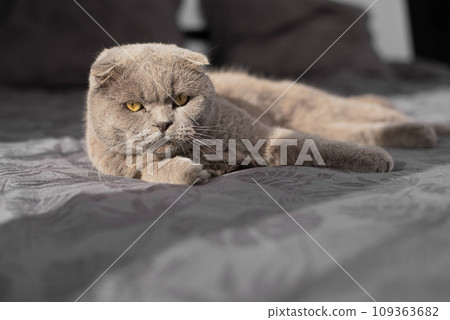 cat resting on the bed. British cat cat resting on the bed. British cat 109363682