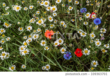 Colorful Flower Meadow With Poppy, Cornflower and Marguerite Over Green Grass 109363701
