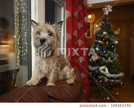 cairn terrier on the sofa near the Christmas tree cairn terrier on the sofa near the Christmas tree 109363740