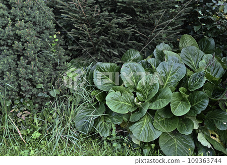 coniferous plants and bergenia in the garden 109363744