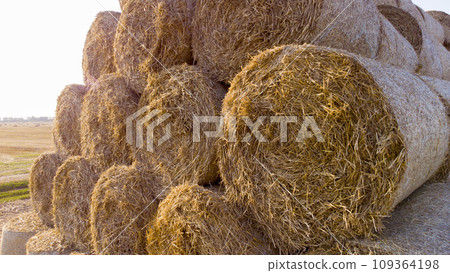 Many twisted dry wheat straw in roll bales on field during sunset sunrise. Large bales straw after harvest twisted into rolls on field. Rural sunny landscape, countryside scenery. Aerial drone view, Many twisted dry wheat straw in roll bales on field during sunset sunrise. Large bales straw after harvest twisted into rolls on field. Rural sunny landscape, countryside scenery. Aerial drone view, 109364198