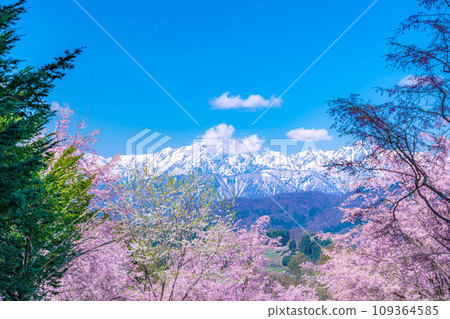 [春天的材料]春天的絕景，小川村番所的櫻花[長野縣] 109364585
