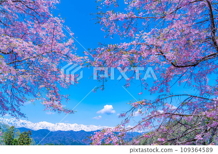 [Spring material] Superb view of spring, cherry blossoms at Ogawa Village Bansho [Nagano Prefecture] 109364589
