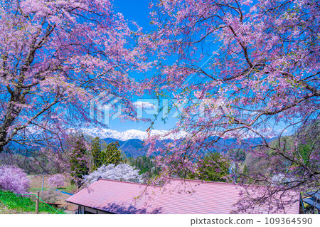 [Spring material] Superb view of spring, cherry blossoms at Ogawa Village Bansho [Nagano Prefecture] 109364590