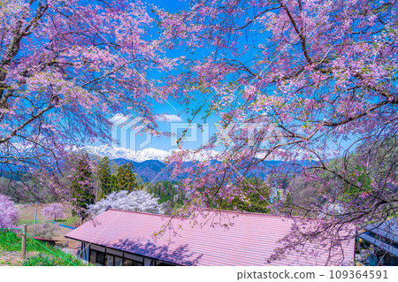 [Spring material] Superb view of spring, cherry blossoms at Ogawa Village Bansho [Nagano Prefecture] 109364591