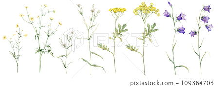 Set of meadow botanical flowers. Watercolor clipart hand drawn illustration isolated on white background. Yellow field flowers common tansy and buttercup. White stellaria holostea and bluebell 109364703