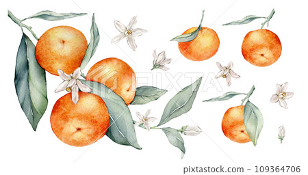 Set of mandarin branches with green leaves and flower. Hand drawn tangerines isolated background. Watercolor clipart illustrations. collection of citrus fruits. orange botanical painting Set of mandarin branches with green leaves and flower. Hand drawn tangerines isolated background. Watercolor clipart illustrations. collection of citrus fruits. orange botanical painting 109364706