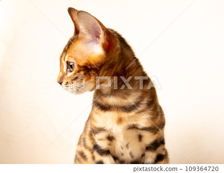 Bengal kitten sitting on a white background and looking to the side 109364720