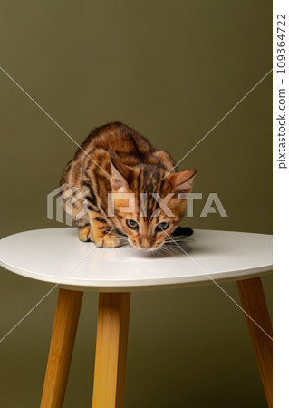 Bengal kitten sits on a white chair and looks down on a green olive 109364722