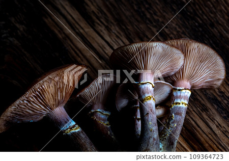 Macro of young honey mushrooms on a dark wooden background. Blur and 109364723