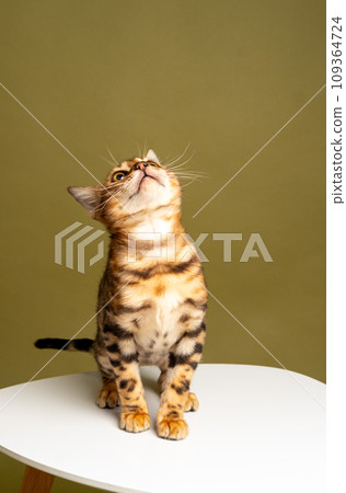 Bengal kitten sits on a white chair and looks up on a green background 109364724