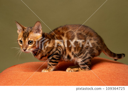 Bengal kitten sits on an orange pillow and looks to the side. Side 109364725