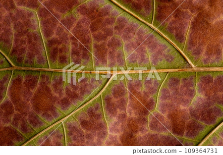 Macro photo of a fall leaf. Texture natural background Macro photo of a fall leaf. Texture natural background 109364731