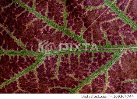 Macro photo of a fall leaf. Texture natural background Macro photo of a fall leaf. Texture natural background 109364744