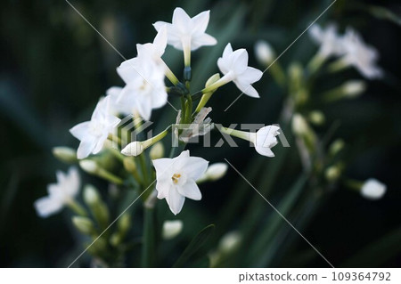 Clustered daffodils bloom in the shade Clustered daffodils bloom in the shade 109364792