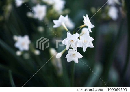 樹蔭下簇簇的水仙花綻放 樹蔭下簇簇的水仙花綻放 109364793