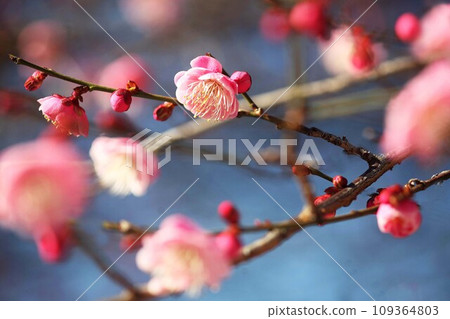 Red flower blooming Red flower blooming 109364803