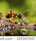 ant drinking from drop of water 109365047