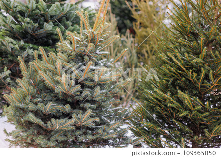 green Christmas tree, buying a tree at Christmas market. decoration on New Year's Eve green Christmas tree, buying a tree at Christmas market. decoration on New Year's Eve 109365050