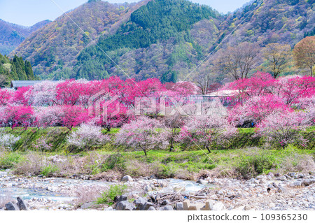 [Togenkyo] Hanamomo no Sato in Achi Village [Nagano Prefecture] 109365230