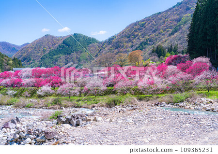[Togenkyo] Hanamomo no Sato in Achi Village [Nagano Prefecture] 109365231
