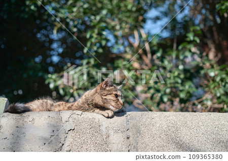 Cat resting on a wall in the old town, enjoying in the sun, copy space for concept, idea for animal nutrition advertising 109365380