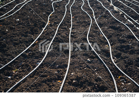 A field prepared for planting new olive trees or a vineyard, overhead irrigation systems laid out, close-up of an eco-farm field 109365387