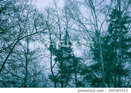 Snowy winter background with trees. Wintertime nature details. Snowy winter background with trees. Wintertime nature details. 109365413