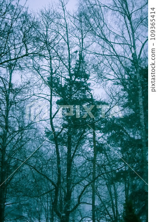 Snowy winter background with trees. Wintertime nature details. Snowy winter background with trees. Wintertime nature details. 109365414