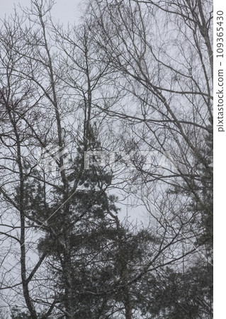 Snowy winter background with trees. Wintertime nature details. Snowy winter background with trees. Wintertime nature details. 109365430