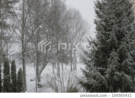 Snowy winter background with trees. Wintertime nature details. 109365431