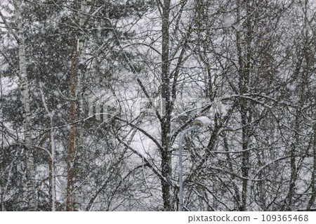Snowy winter background with trees. Wintertime nature details. Snowy winter background with trees. Wintertime nature details. 109365468
