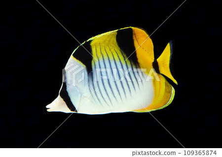 Blackwedged butterflyfish black back Blackwedged butterflyfish black back 109365874
