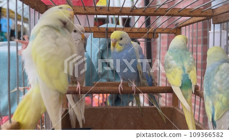 Multicolored parrots in a cage in the bazaar. 109366582