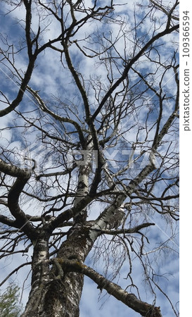 A dry tree against a spring sky. A dry tree against a spring sky. 109366594