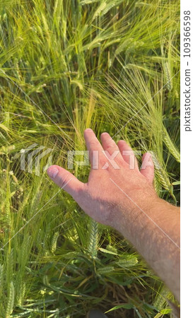 Hand over wheat field in early summer evening. Vertical video for the smartphone. 109366598