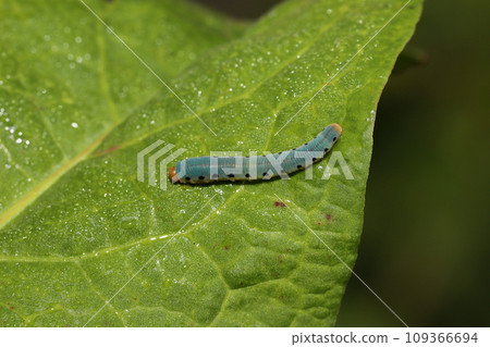 哈格羅夫的幼蟲 109366694