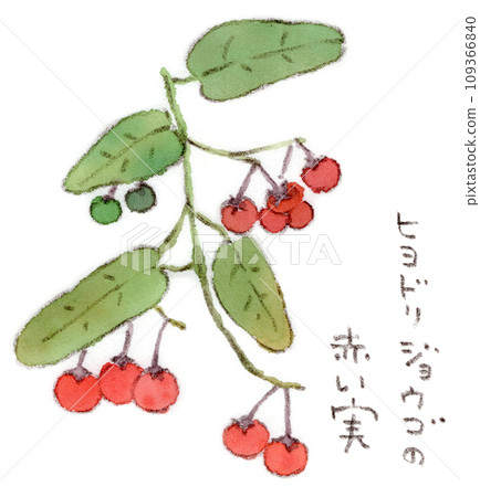 秋冬植物,鵯紅色漿果的水彩插圖 秋冬植物,鵯紅色漿果的水彩插圖 109366840
