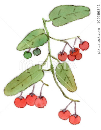 秋冬植物,鵯紅色漿果的水彩插圖 秋冬植物,鵯紅色漿果的水彩插圖 109366841