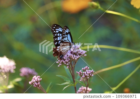 Asagi madara sucking nectar 109366971