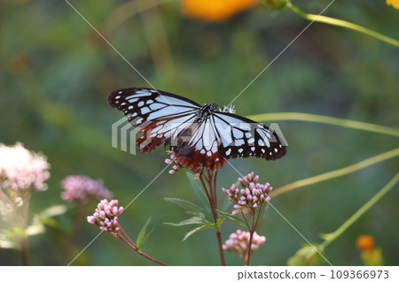 Asagi madara來到了Fujibakama 109366973