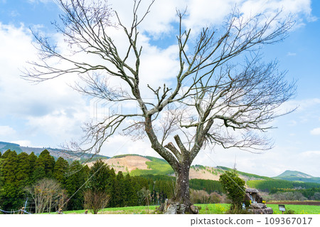 A lone cherry tree in Maehara: ``The branches have been pruned due to disease, but they are doing their best to bloom.'' (Oguni Town) Shimojotahara, Oguni Town, Aso District A lone cherry tree in Maehara: ``The branches have been pruned due to disease, but they are doing their best to bloom.'' (Oguni Town) Shimojotahara, Oguni Town, Aso District 109367017