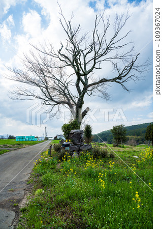 前原的一棵孤獨的櫻花樹:「樹枝因病被修剪,但仍在盡力綻放。」(小國町)阿蘇郡小國町下城田原 前原的一棵孤獨的櫻花樹:「樹枝因病被修剪,但仍在盡力綻放。」(小國町)阿蘇郡小國町下城田原 109367024