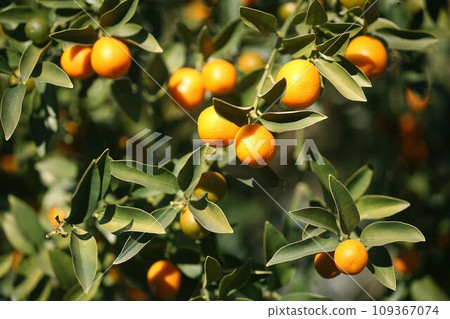 Kumquats that look delicious Kumquats that look delicious 109367074