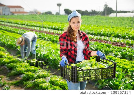 Female farmer carries box with harvest of salad Female farmer carries box with harvest of salad 109367334