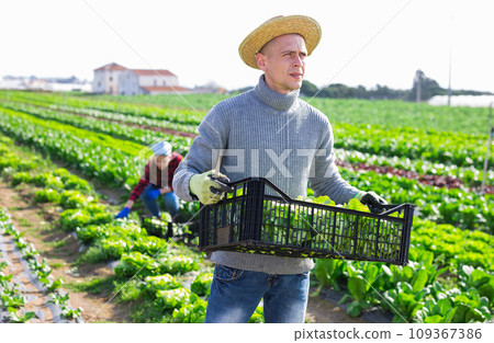 Man professional farmer holding box full of organic lettuce 109367386