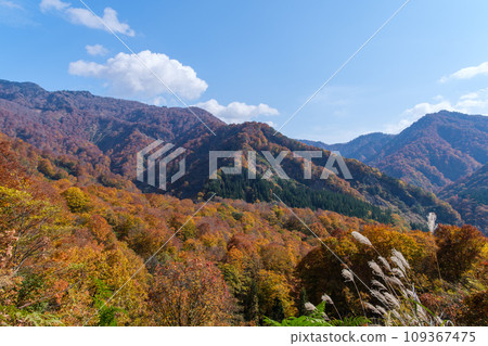 秋葉和藍天 秋葉和藍天 109367475
