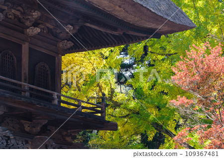 三門和大槻銀杏 109367481