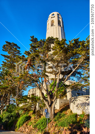 Coit Tower with large trees surrounding it under cerulean blue sky Coit Tower with large trees surrounding it under cerulean blue sky 109367750